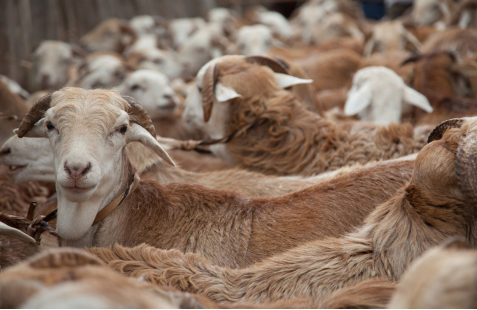 Climate-smart livestock production
