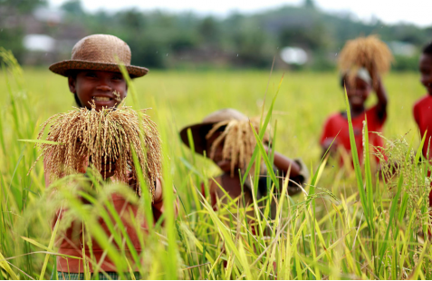 Monitoring and evaluation of child labour in agriculture