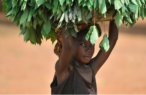 Engaging stakeholders to end child labour in agriculture