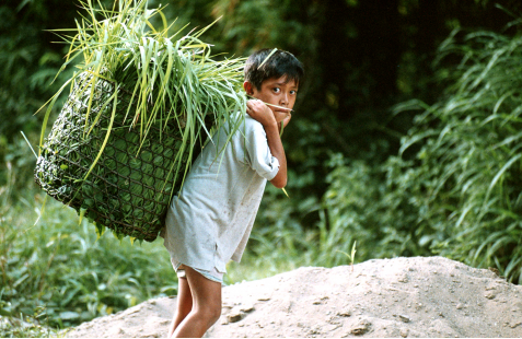 Внедрение детского труда в сельское хозяйство