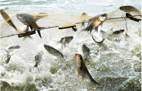 Показатель ЦУР 14.4.1 - Устойчивость рыбных запасов 