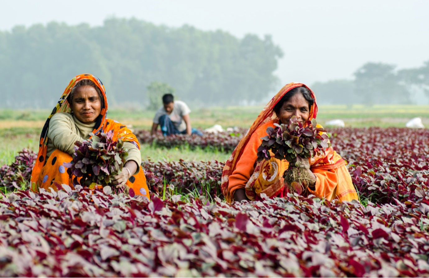 Indicador 5.a.1 de los ODS - Igualdad de derechos de las mujeres a la tenencia de tierras agrícolas