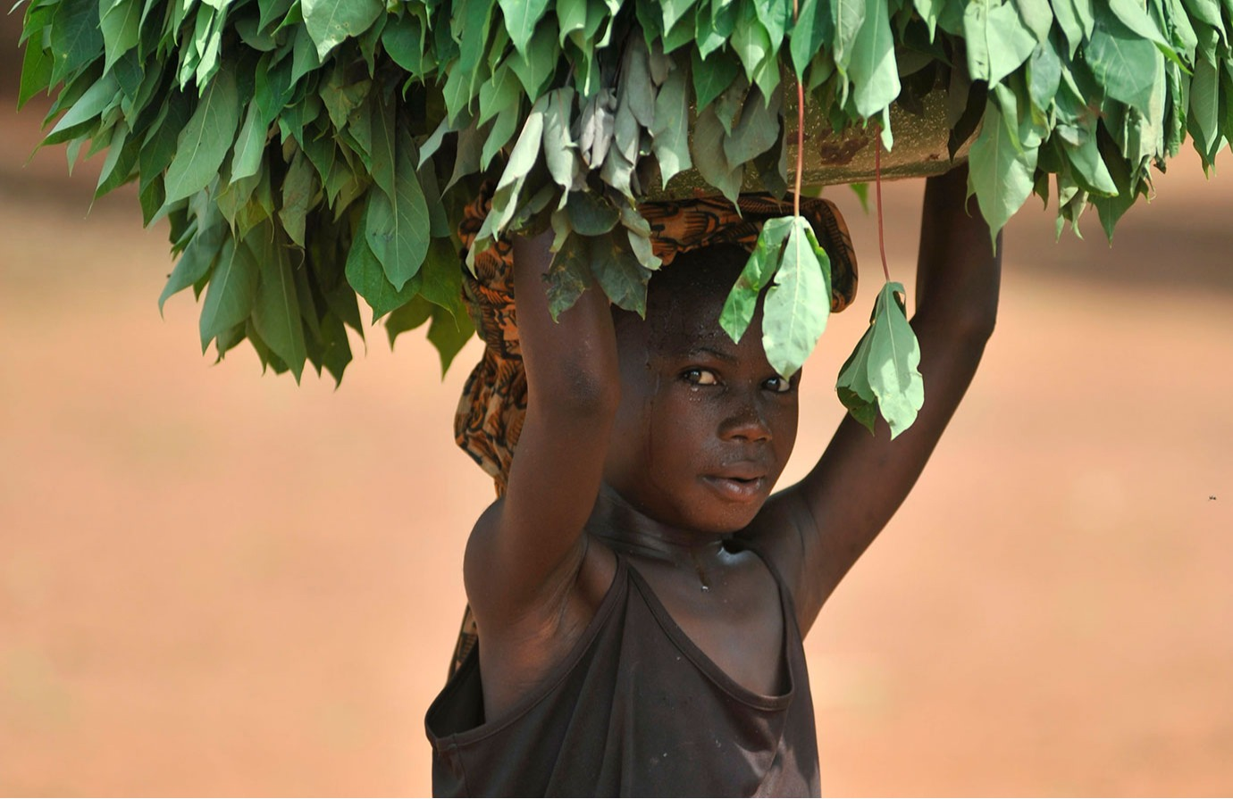 Engaging stakeholders to end child labour in agriculture